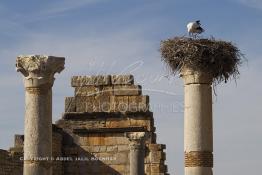 Image du Maroc Professionnelle de  Le piliers du Capitole en ruine, ancien temple de Jupiter, surmonté d'un nid de cigogne dans la ville romaine en ruine de Volubilis l'un des sites les mieux préservés au Maroc et le plus visité. Il se situe à proximité de Moulay Idriss Zerhoun à une trentaine de km au nord-ouest de Meknès, photo prise le jeudi 8 Mars 2012. Volubilis ville antique berbère Walili (Lauriers rose) qui date du 3e siècle avant J.-C. capitale du royaume de Maurétanie fondé comme seconde capital sous le règne de Juba II. (Photo / Abdeljalil Bounhar)
 